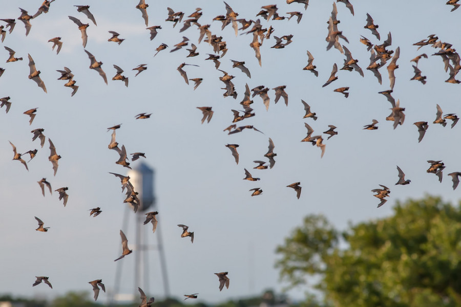 Bats: Texas Conservationists