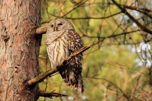 Birding