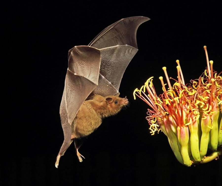 Bat pollinating a flower at night