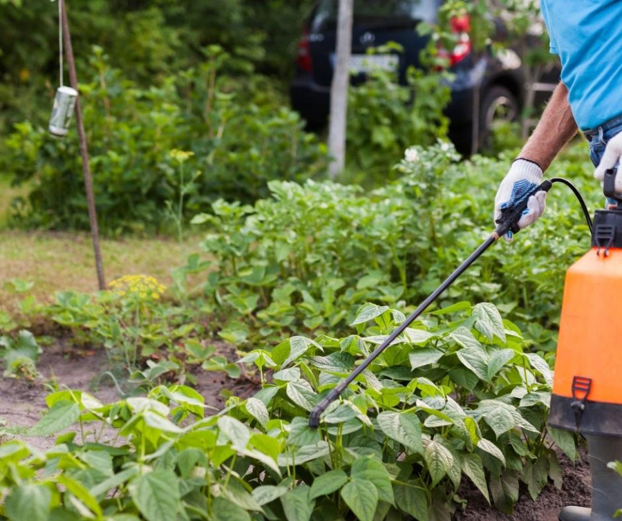 Person spraying pesticides on a garden