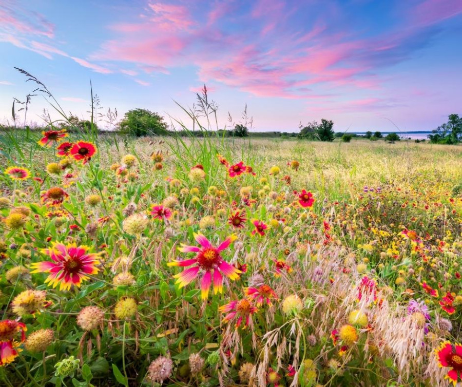 Field of Wildflowers