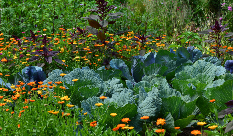 Various vegetables and flowers in a garden.