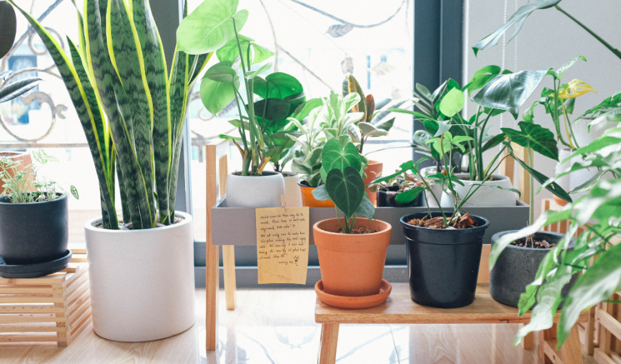 A variety of indoor plants next to a window.