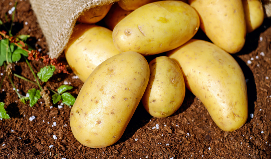Potatoes laying on the ground near a garden.