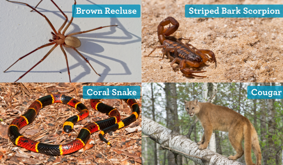 (From top right, clockwise) Brown recluse, Striped Bark Scorpion, Cougar, Coral Snake