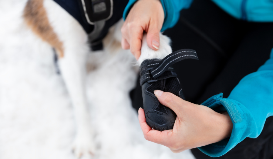 Dog with booties on their feet.