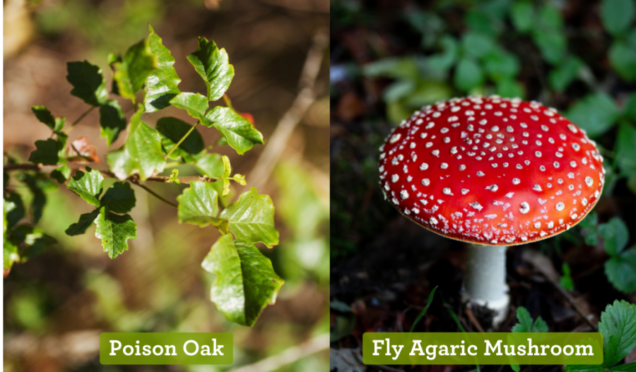 Poison oak and Fly Agaric Mushroom
