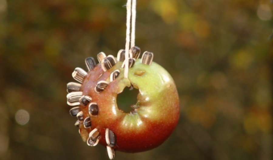 Apple tied to a string with sunflower seeds pressed into it.