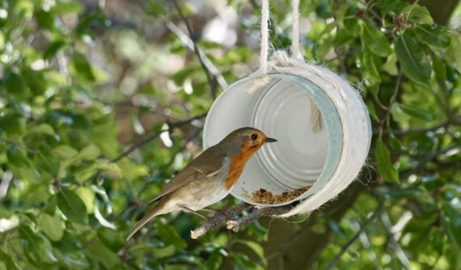 Bird sitting on a stick next to a tin can with bird seed inside