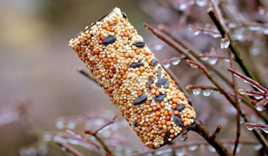 A toilet paper roll covered in bird seed placed over a small branch