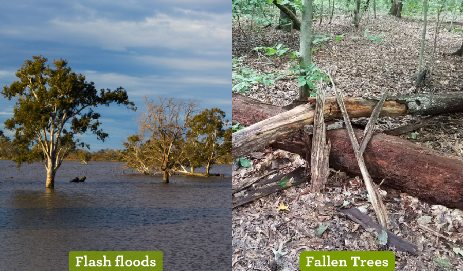 Flash flood, Fallen trees