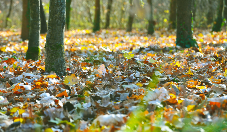 Forest with fall leaves on the ground