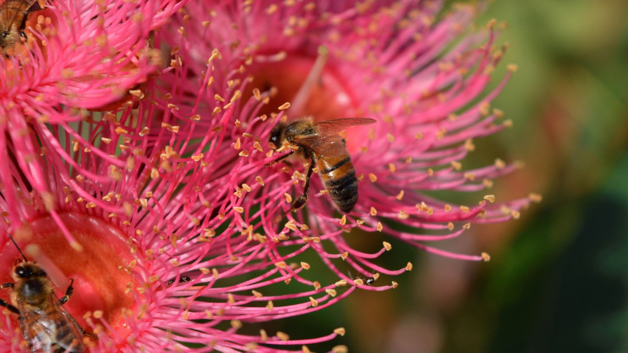 Bees on pink flowers