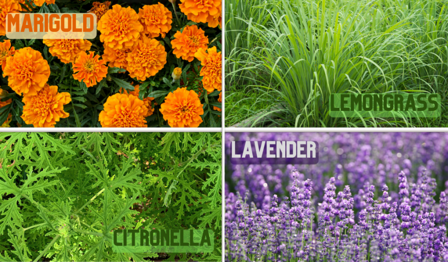 Marigolds, Lemongrass, Lavender, Citronella plants