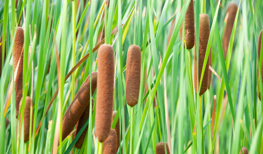 Cattails can smolder to deter bugs.
