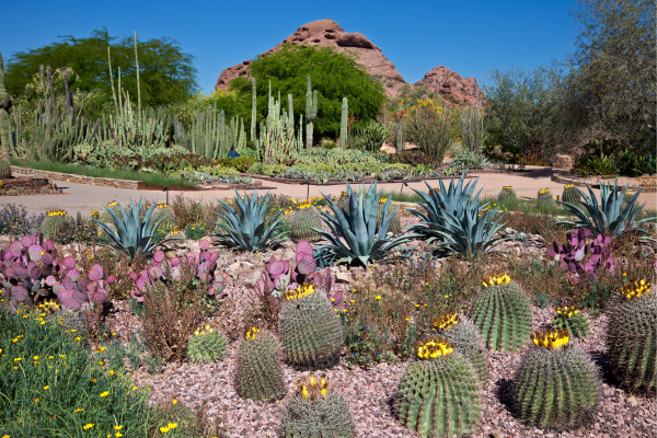 Desert garden with cactus plants