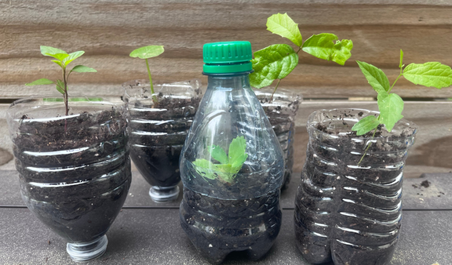Plastic bottles as seed cups