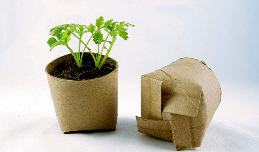 Toilet paper rolls as seed cups