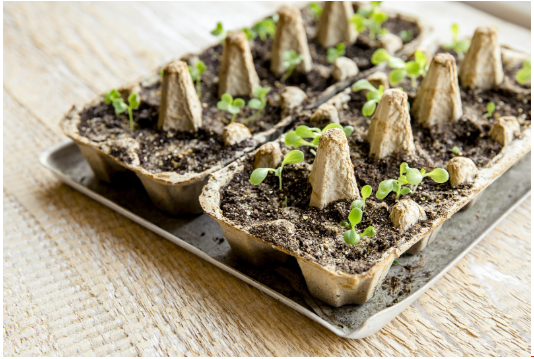 Egg cartons as a tray of seed cups
