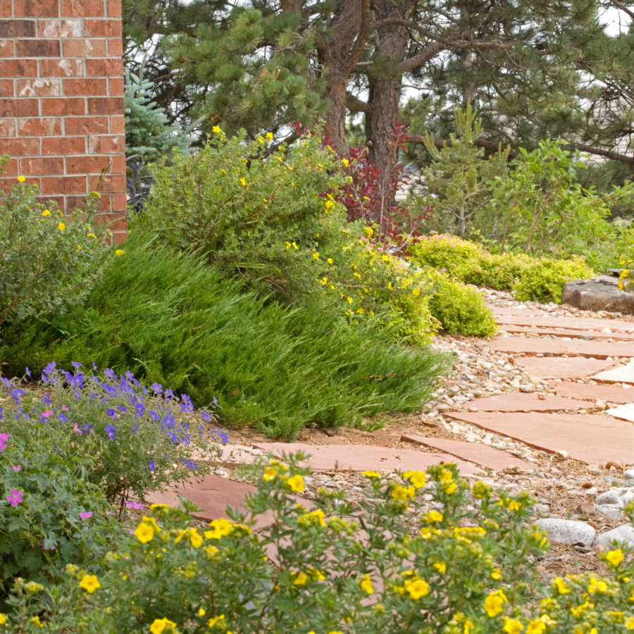 Yard with flowers and xeriscape