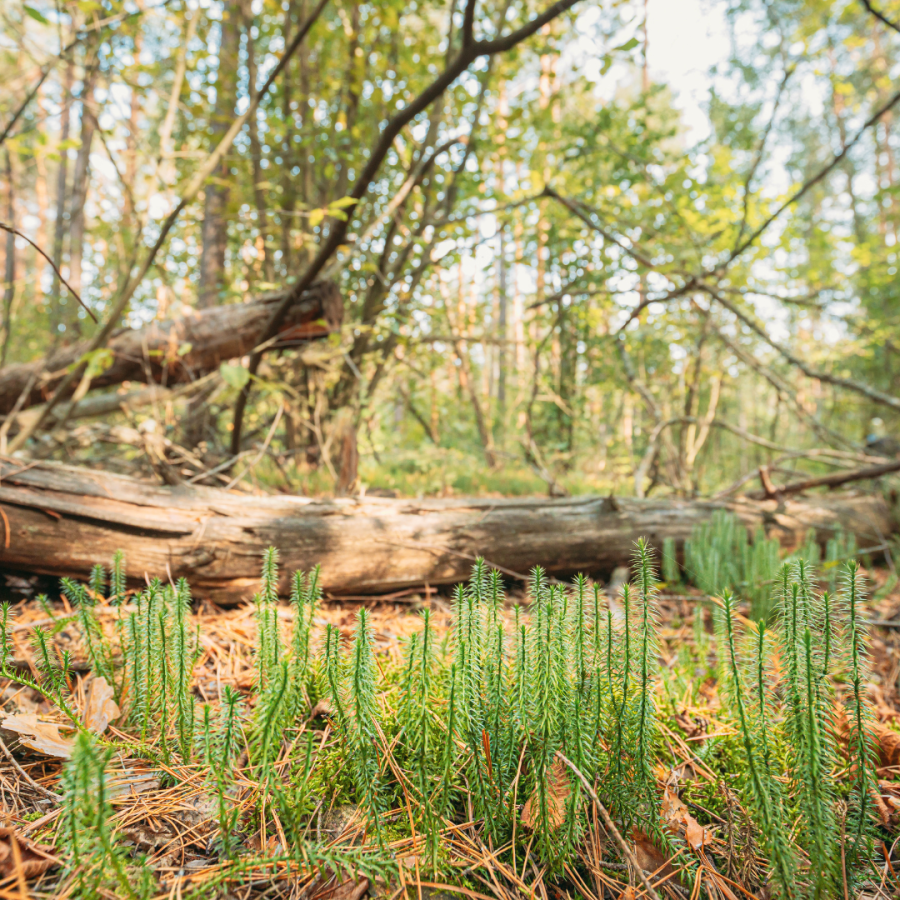 fallen over tree trunk in forest 