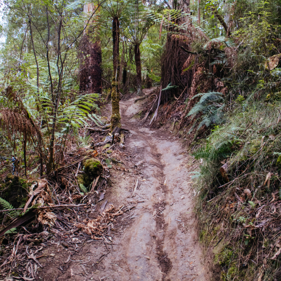 nature trail through trees 