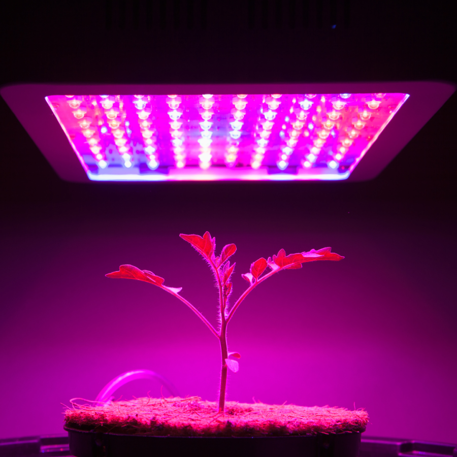 Plant growing under LED light.