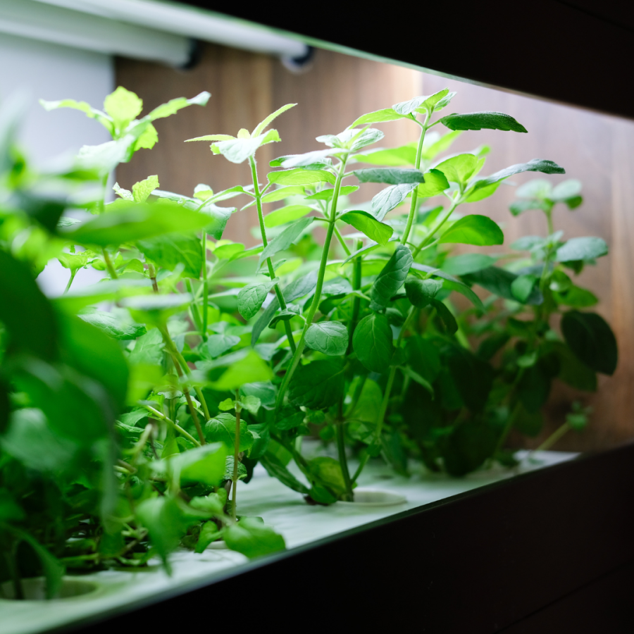 Hydroponics systems grown indoors.