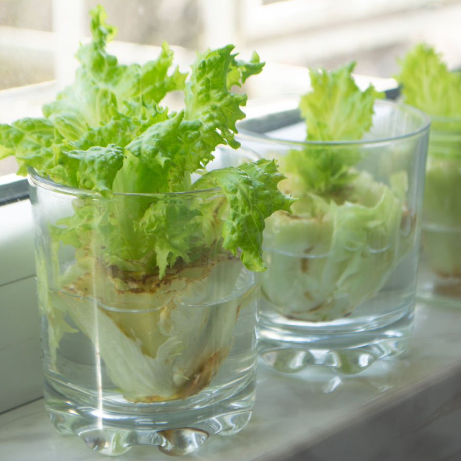 Lettuce re-growing in cups of water.