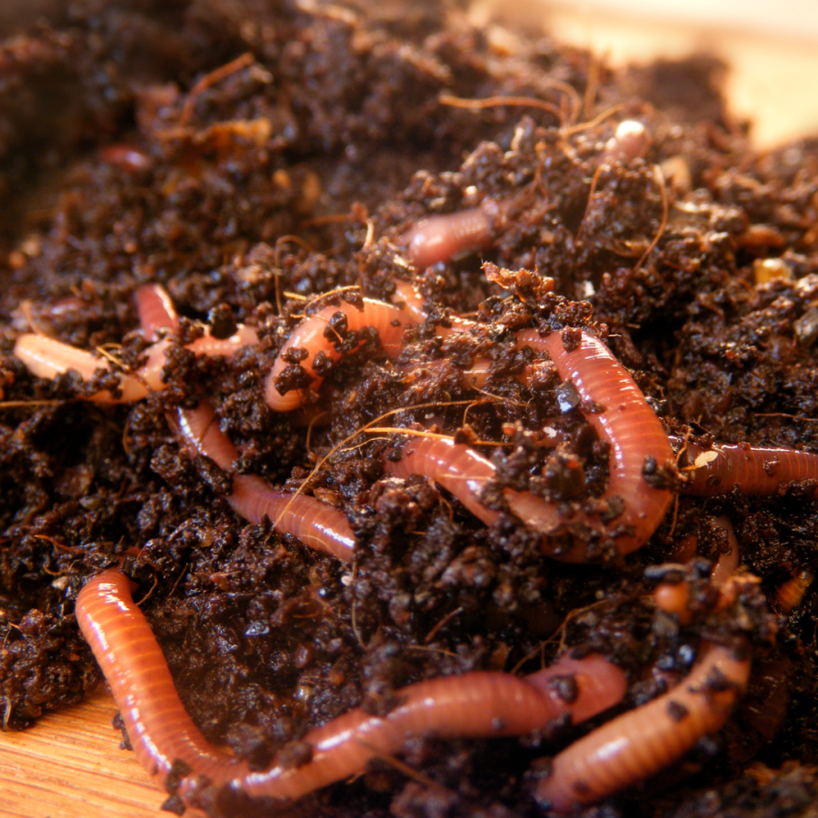 Red wriggler worms mixed with soil 