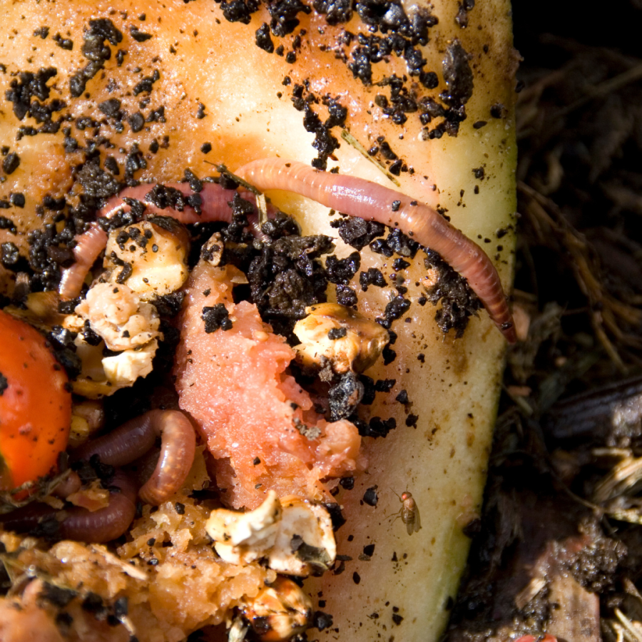 worms in a compost bin with fruit scraps 