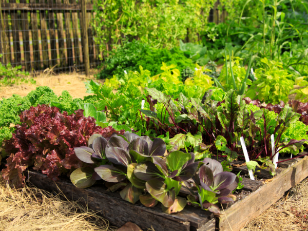 Fall crops in backyard garden beds.