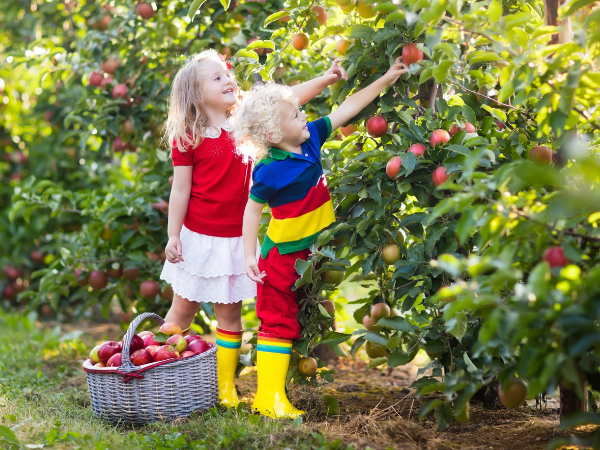 Children picking apples.