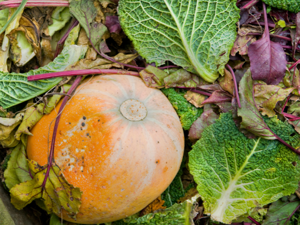 Composting pumpkins and vegetables.