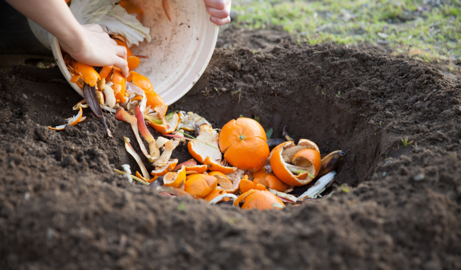 Pumpkins in a compost