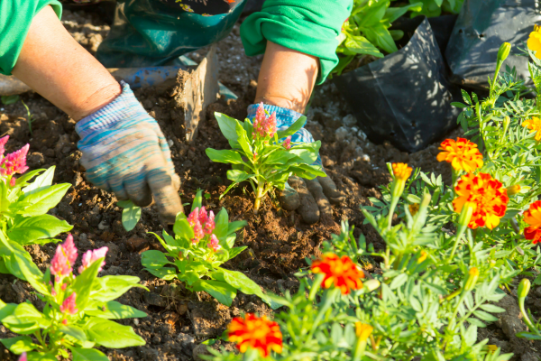 planting plants in garden.