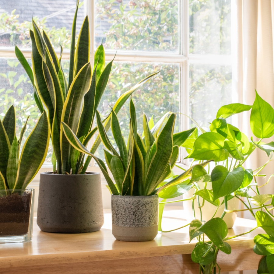 potted plants at a sunny window sill