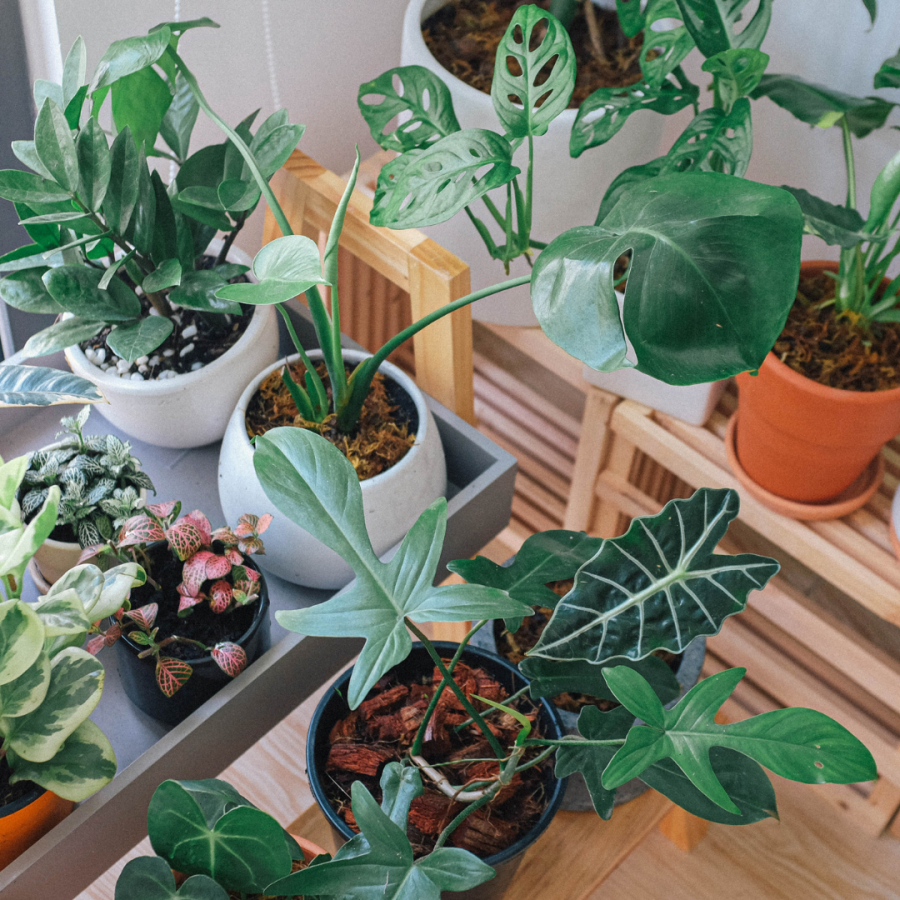 array of potted plants on shelves 