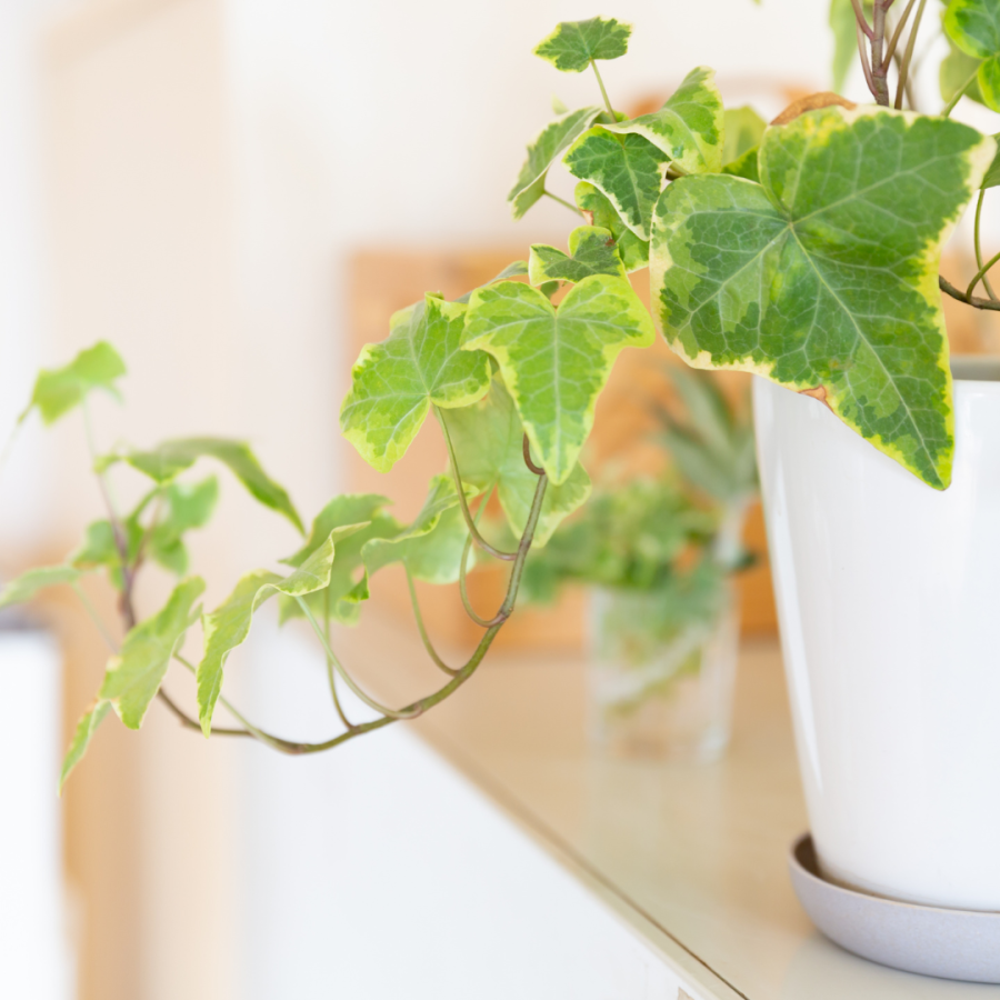 ivy in white pot 