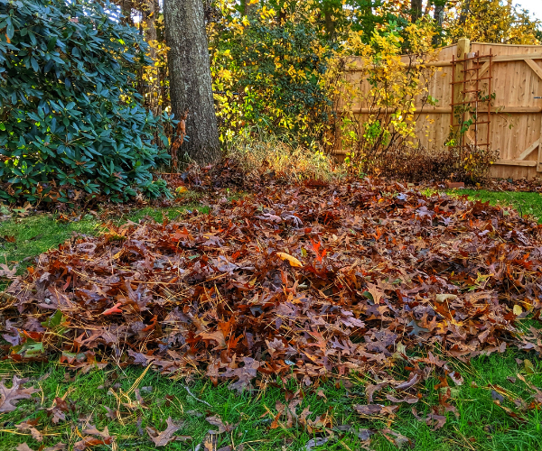 Pile of leaves.