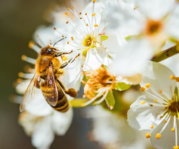 bee pollinating flower