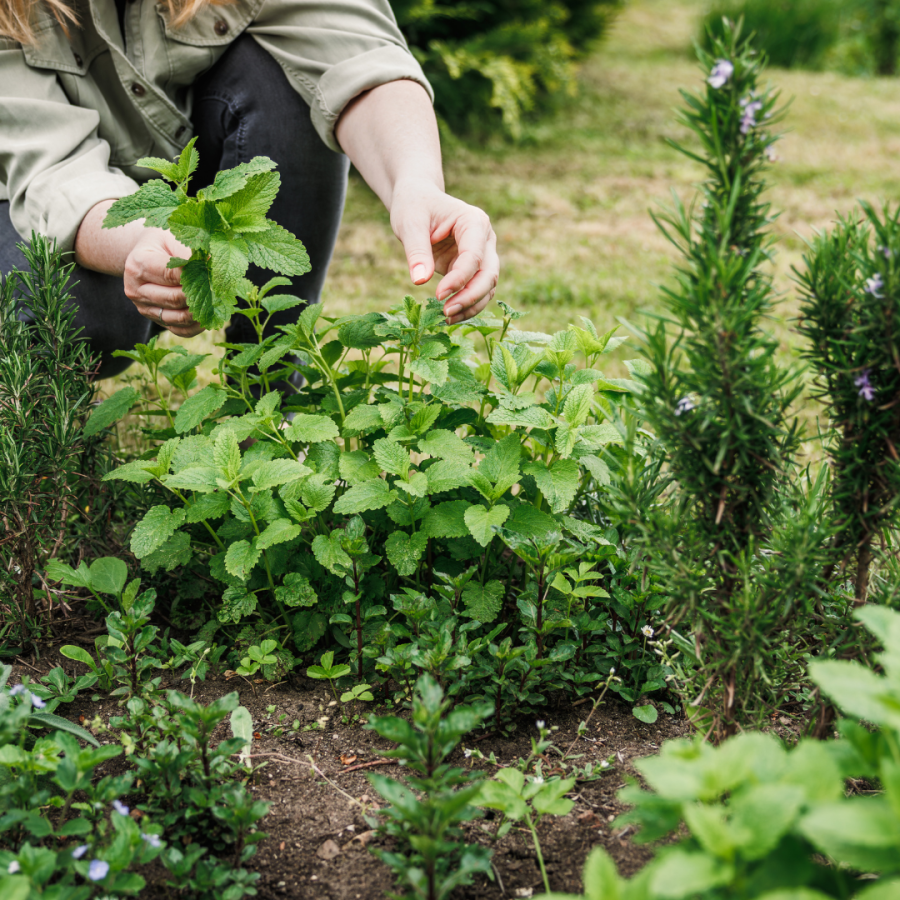 tending to an herb garden