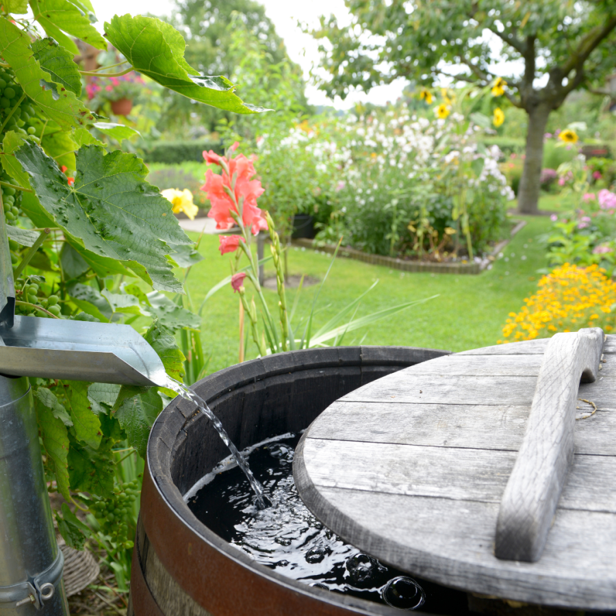 rain barrel filled with water in a green garden 