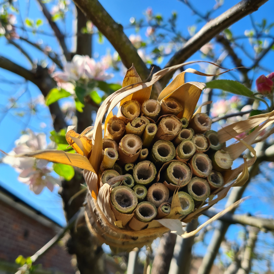 bee hotel nestled in branches 