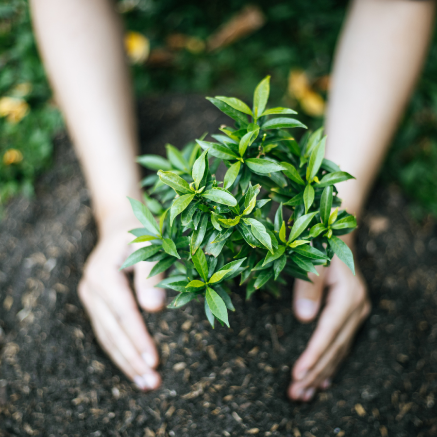 greenery planted in soil 