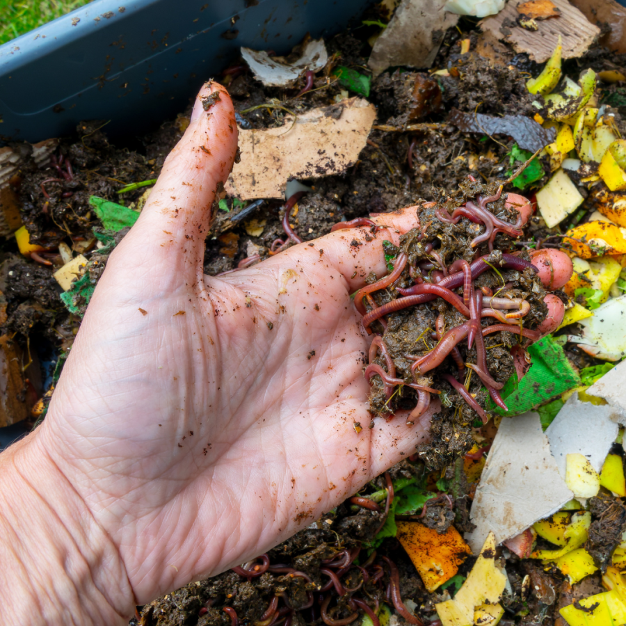 worms in vegetable compost 