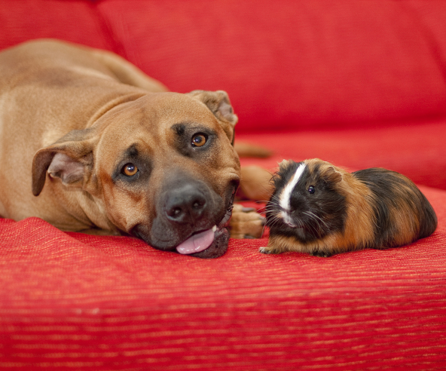 Dog and guinea pig on couch.