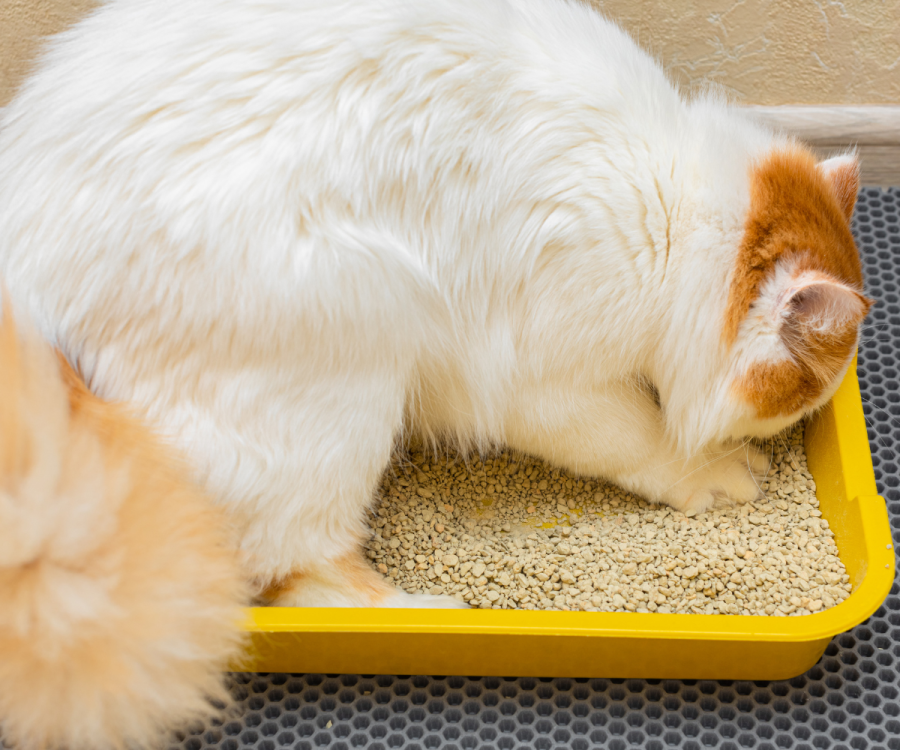 Cat using natural litter in litter box.