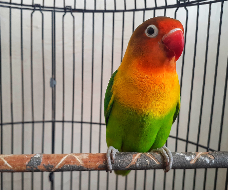 Bird perched on wood in a cage.