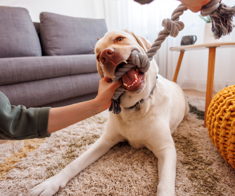 Dog playing with rope toy.